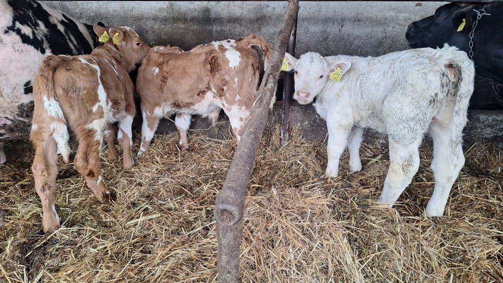 Vand viței de carne