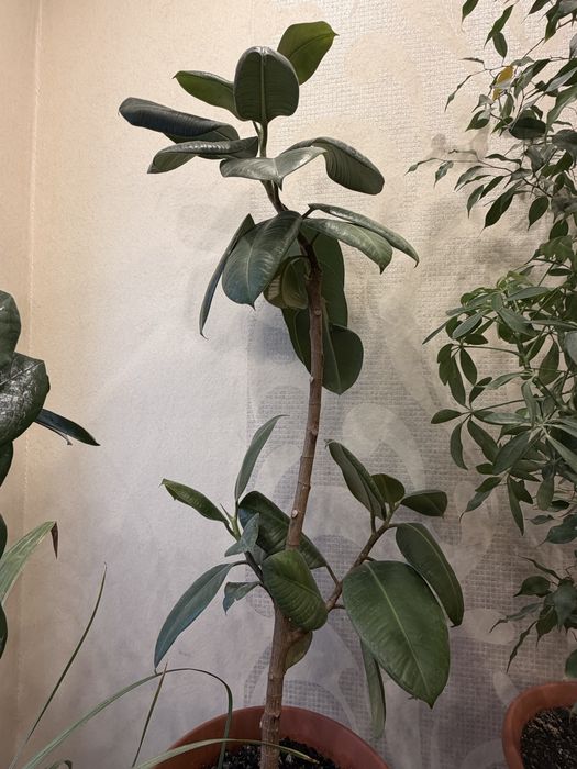 Продам комнатные растения.