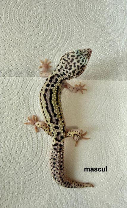 Șopârlă Gecko Leopard