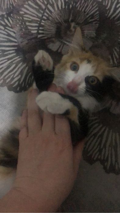 Котёнок 4 мясеца