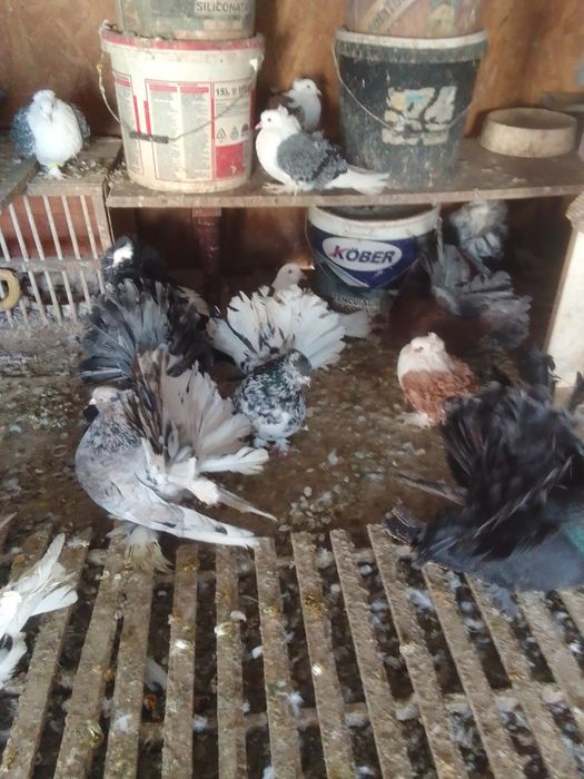 Porumbei voltat indian