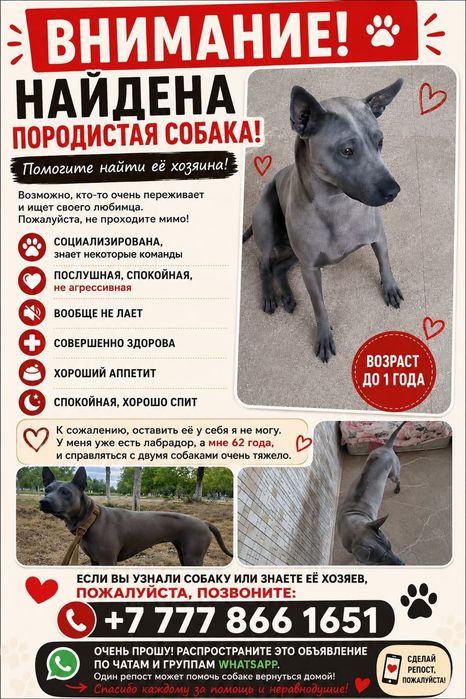 Найдена собака породистая