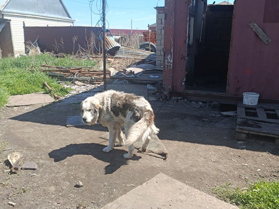 Алабай молодой и воспитанный