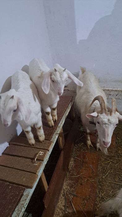Заенские козы продам