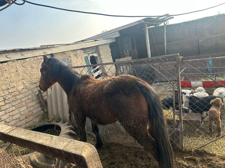 Лошад Құнан шығар ат