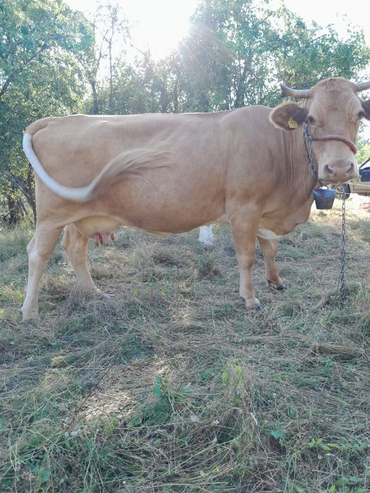 Vaca gestanta de vanzare