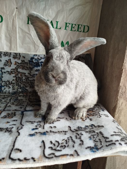 Полтавский серебро сотилади poltava quyon