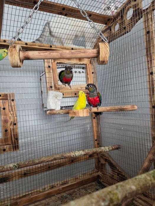 Чифт пирури перлата