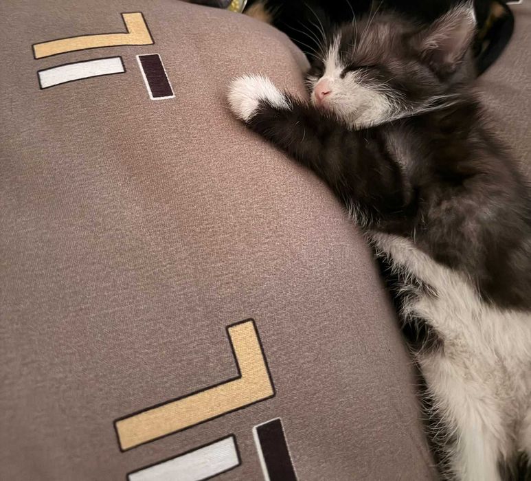 Котенок Мальчик   2 месяца
