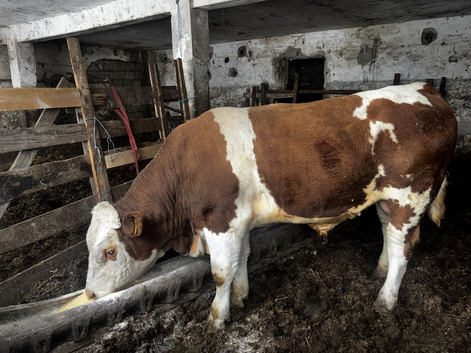 Bovine de vanzare