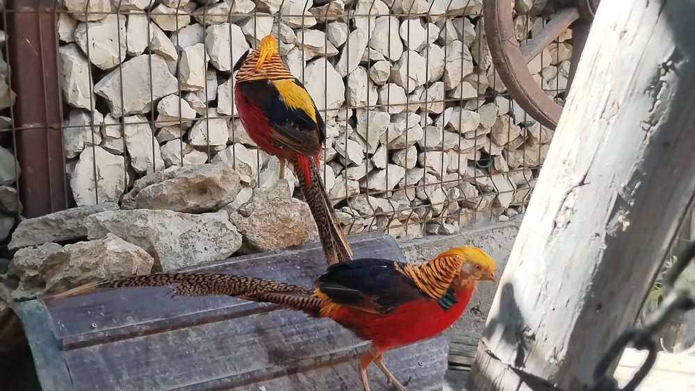 Fazani exotici , roșu,galben,piersica,violet.