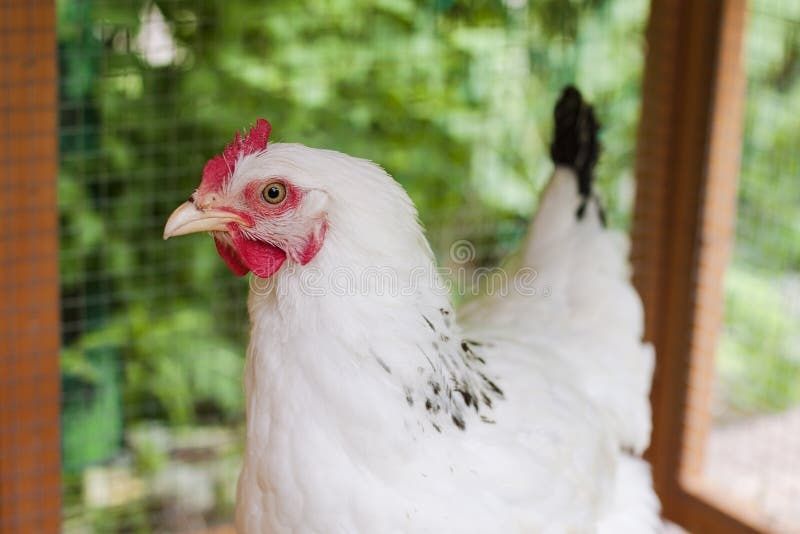 Tovuqlar olamiz !!! товук оламиз