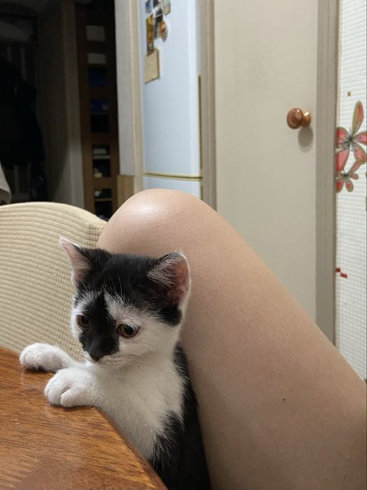 котёнок (кот / он) бесплатно