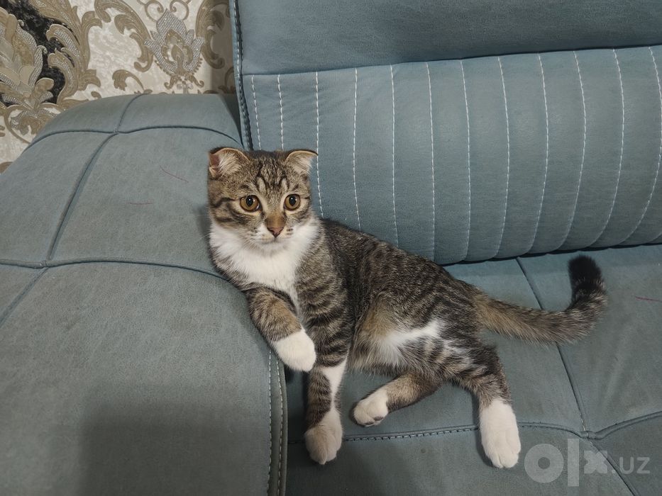 Muşukça Scottiş fold öğil 5 oylik