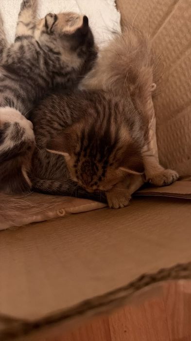 Девочка котенок 2 месячный