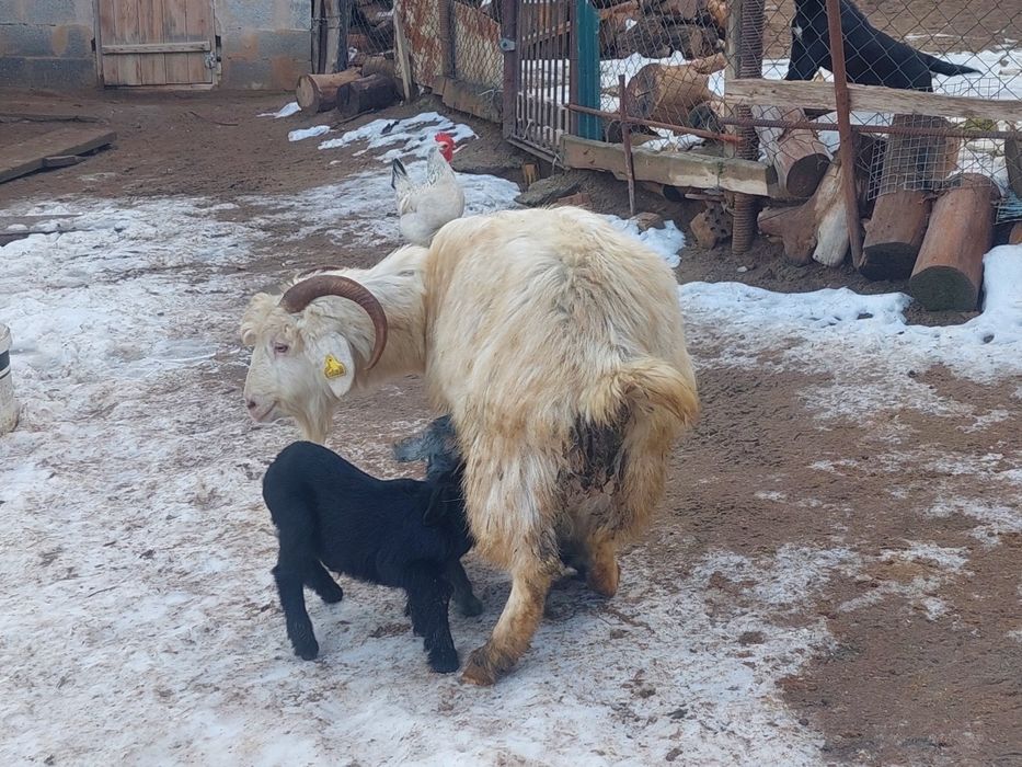 Жас ірі денелі лақты ешкі сатылады