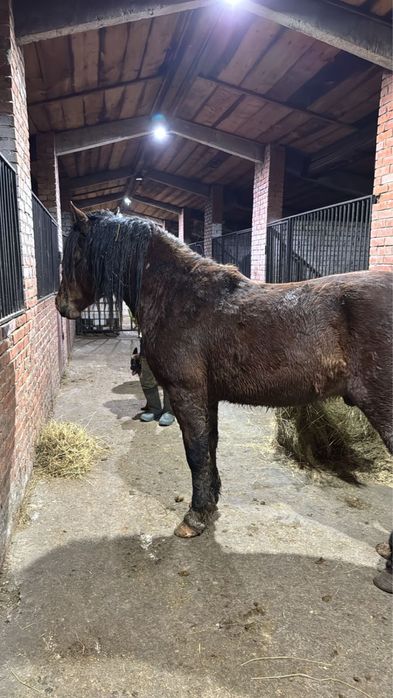 Продам крепкого жеребца ( Башкирской породы)