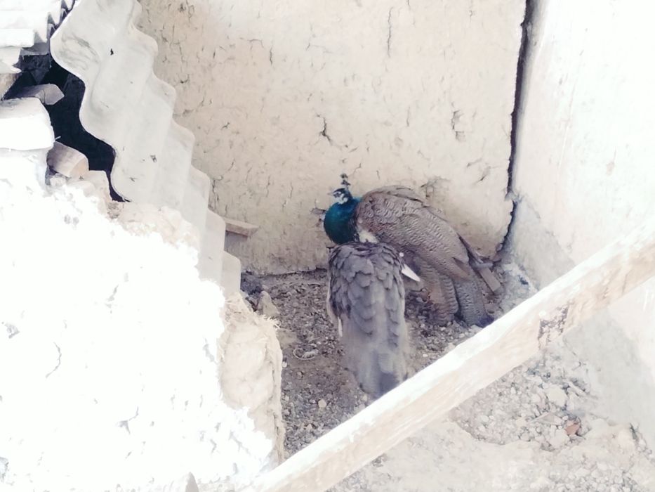 Палинь 2 месецны