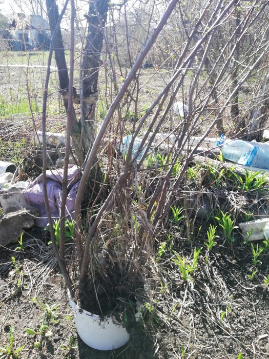 Продам саженцы вишни