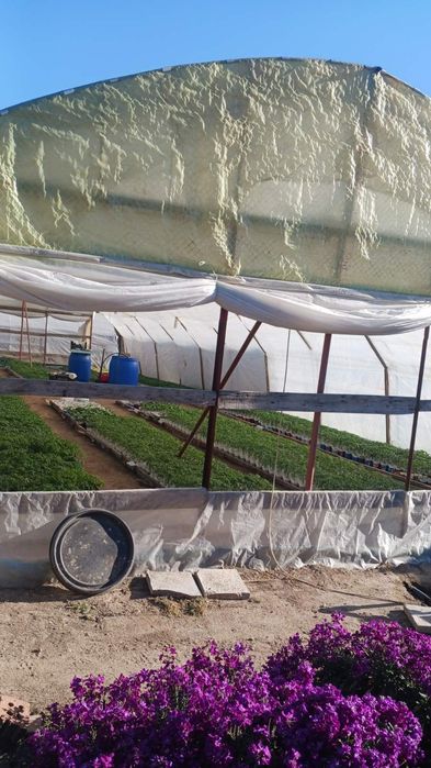 Оранжерия Асеновградска 144 кв.м.