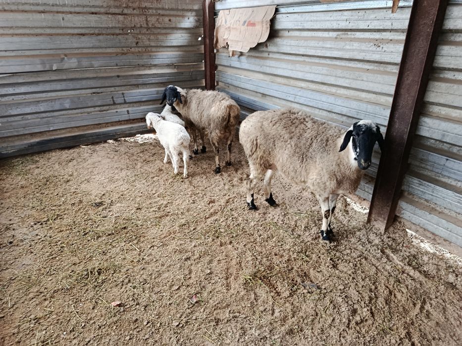 Куйлар сотилади кора кулок