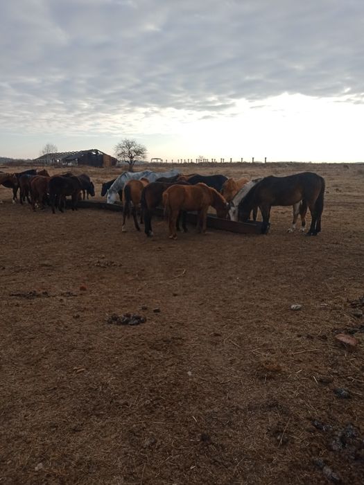 Фермерское хозяйство