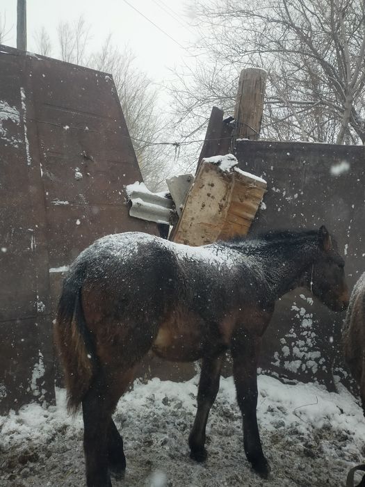 Тай сатылады семіз бағасы келісімді