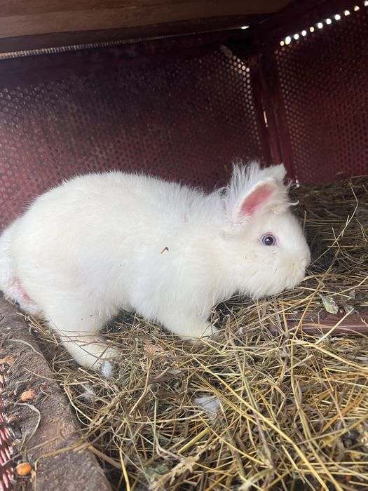 iepuri pitici CAP DE LEU