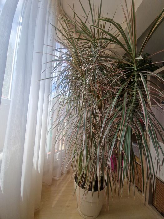 Драцена маргината 230 см