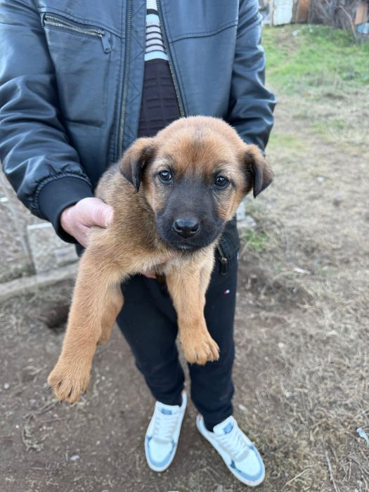 Белгийски овчарки