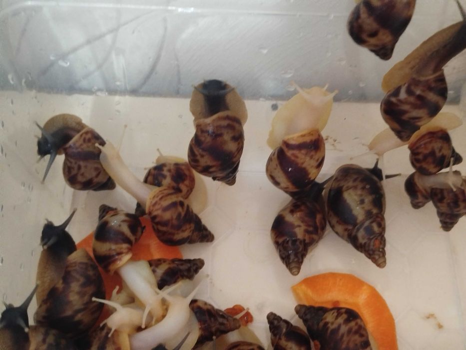 Улитки ахатины. Маленькие