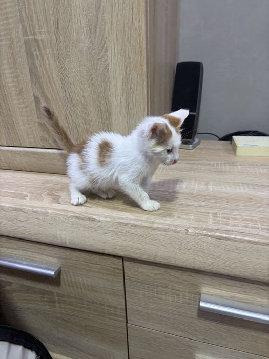Котенок мальчик белый с рыжими пятнами
