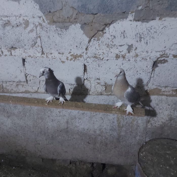 Такла двух чуби насачуби самец оба