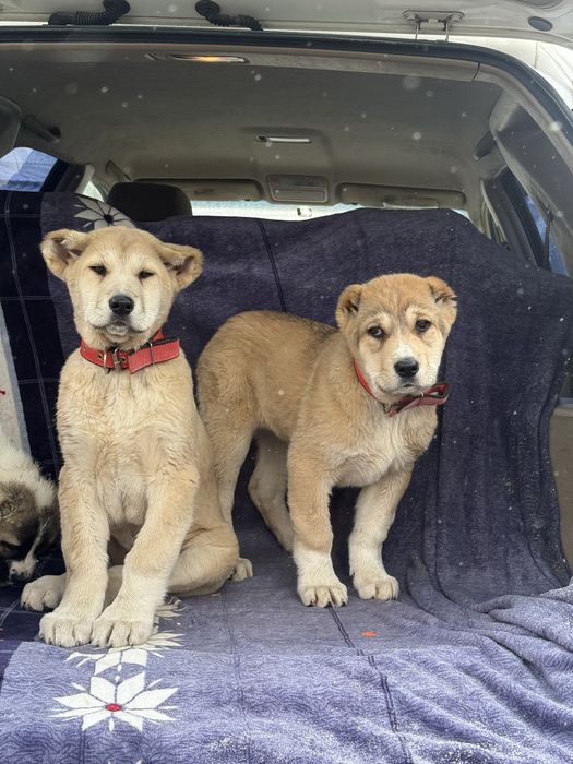 Щенки Алабай тобета