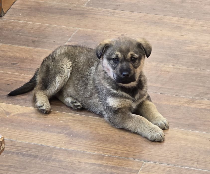 Отдать в хорошие руки