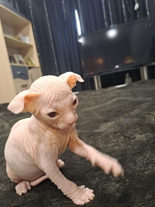 Очаровательные сфинксы левкой и эльф