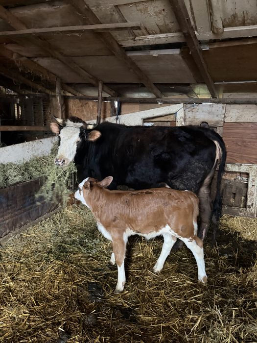 Vaca junica de lapte super blanda