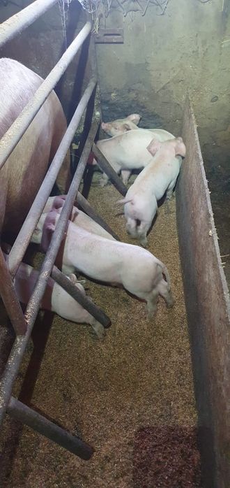 Продаются поросята