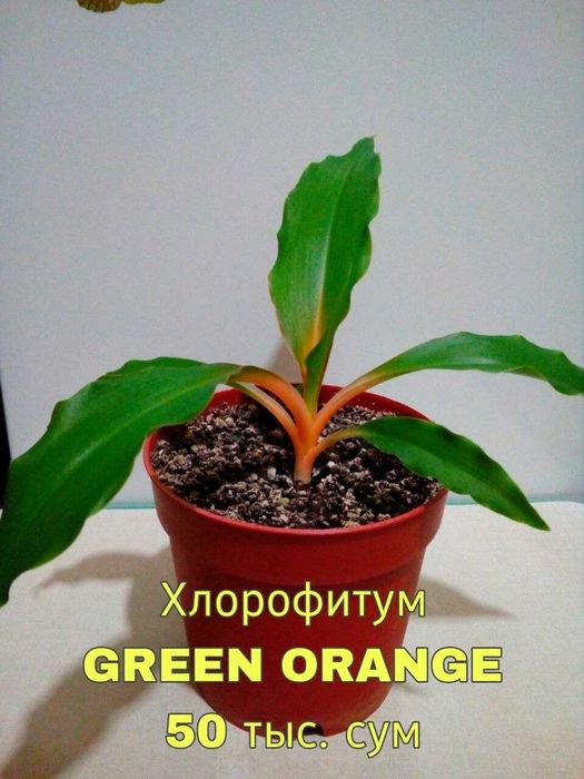 Комнатные цветы .