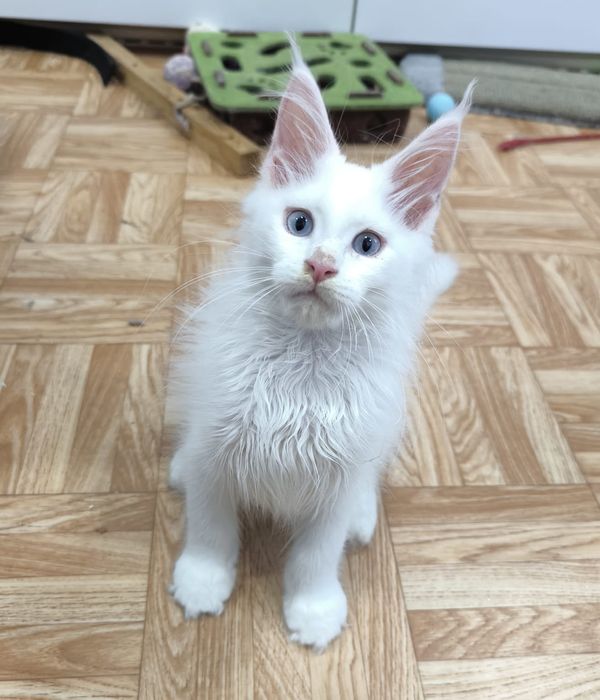 Котята породы Мейн Кун