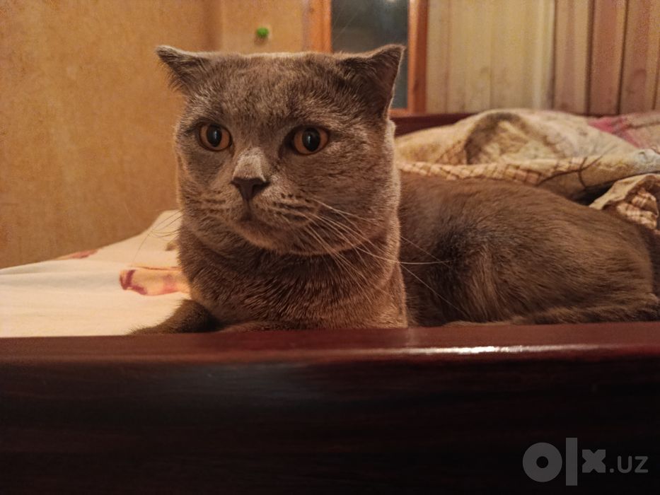 Scottish fold tozza kon