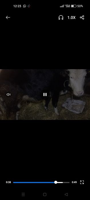 Продам первотелку