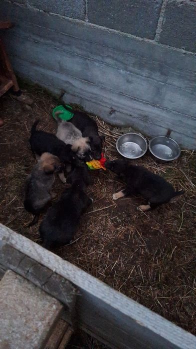 Catelusi pentru adoptie