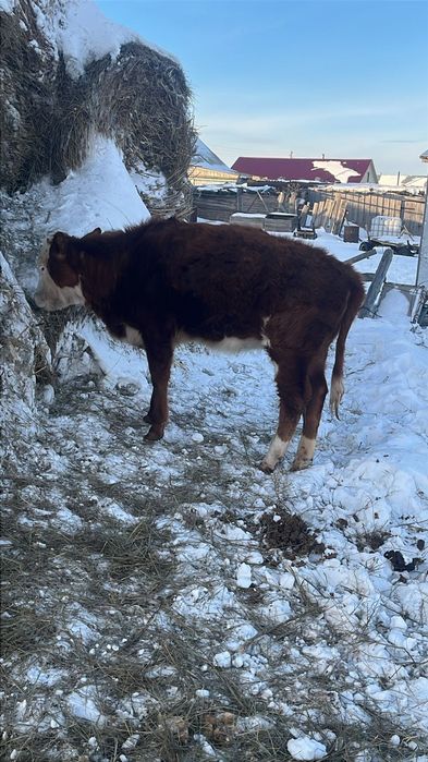 Продам телку восьмимесячную