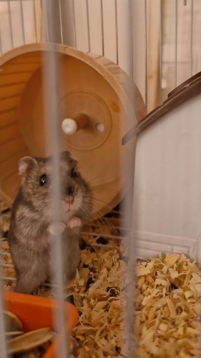 Клетка и хомяк. Продам