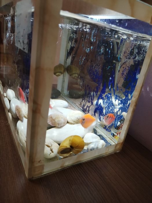 Срочно продам. Аквариум с рыбками