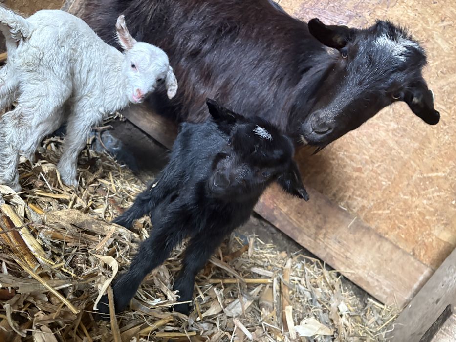 Vand capra cu doi iezi