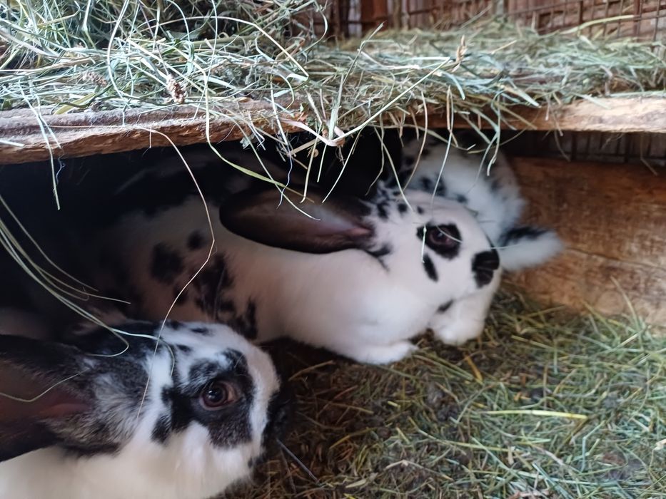 Vindem femela  fluture german