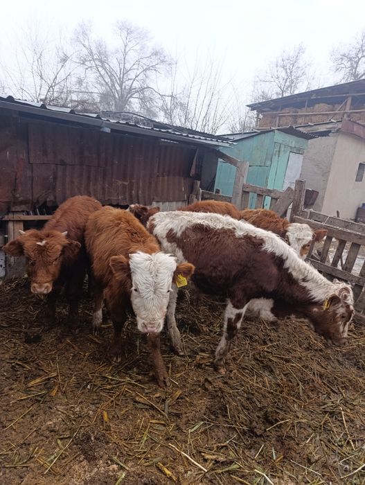 Продам бычки по 8.9 мес