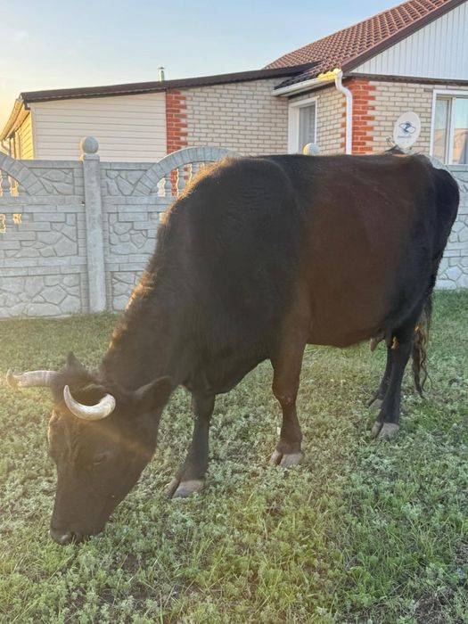 Корова стельная, молочная